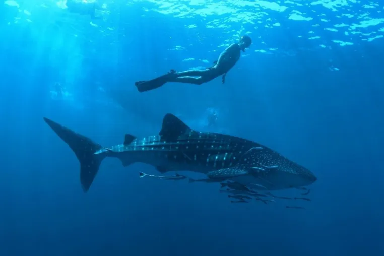 Bild: Nova Maldives lockt mit 30 Tauchspots: Entdecke die majestätischen Meeresbewohner des Süd Ari Atolls  