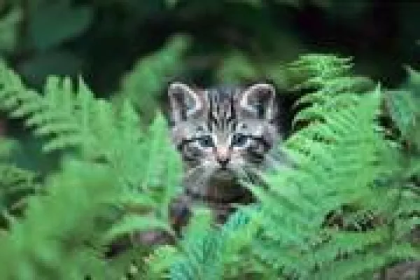 Bild: Wildkatzen. Ihr heimliches Leben im Solling