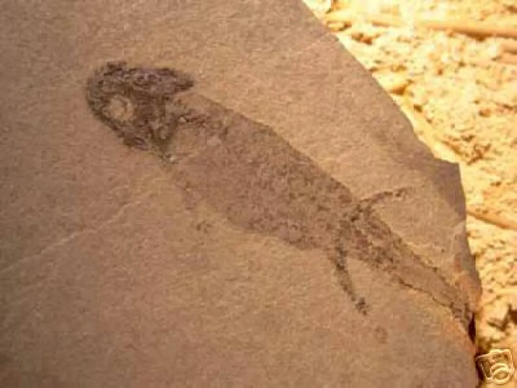 290 Millionen Jahre alt: Branchiosaurier Apateon pedestris