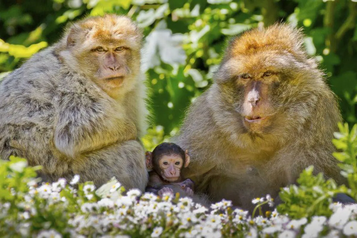 Berberaffen (Christian Schlögl)