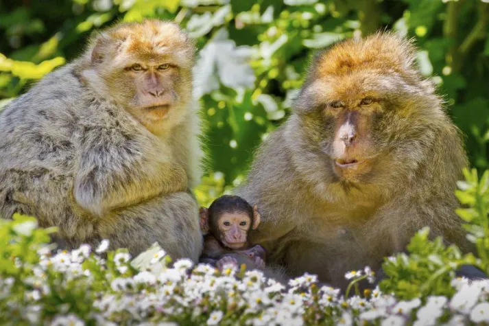 Bild: Vortrag: Alles begann mit Sex