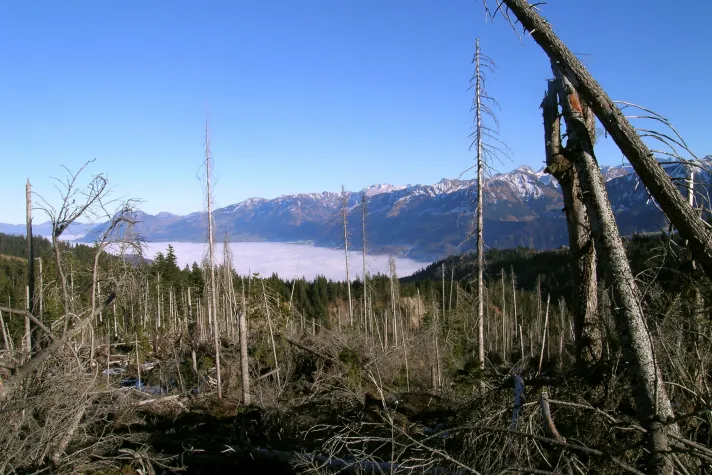 Bild: 25 Jahre nach Lothar: Wie der Orkan den Wald umbaute 