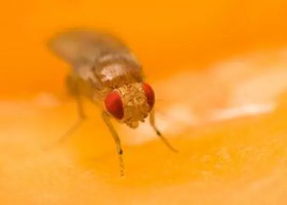 Bild: Sommerliche Plagegeister: Fruchtfliegen und Blattläuse