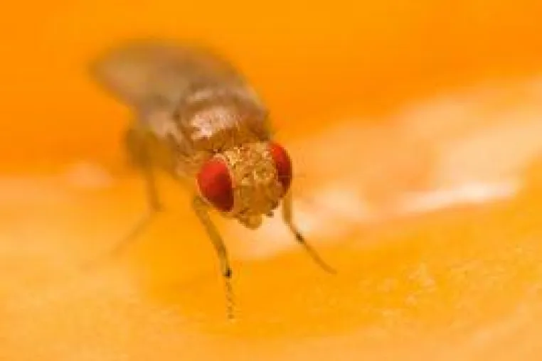 Bild: Sommerliche Plagegeister: Fruchtfliegen und Blattläuse