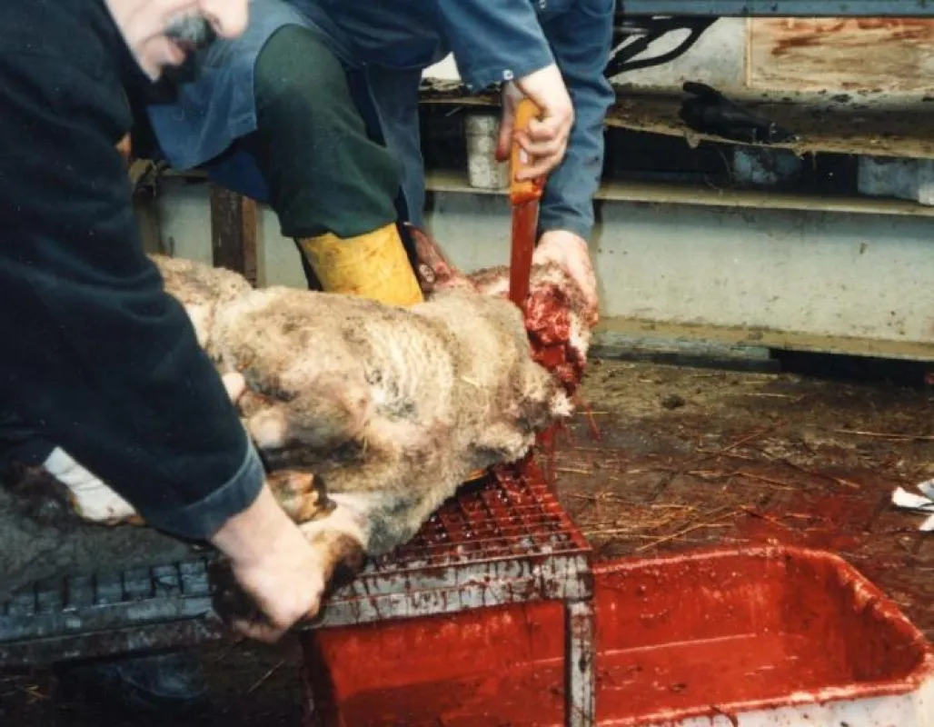 Schächten ist eine extrem tierquälerische Tötungsmethode. © Deutsches Tierschutzbüro