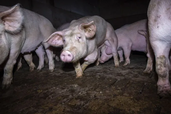 Bild: Nach Aufdeckung von Tierquälerei: VION und Tönnies nehmen keine Schweine mehr ab