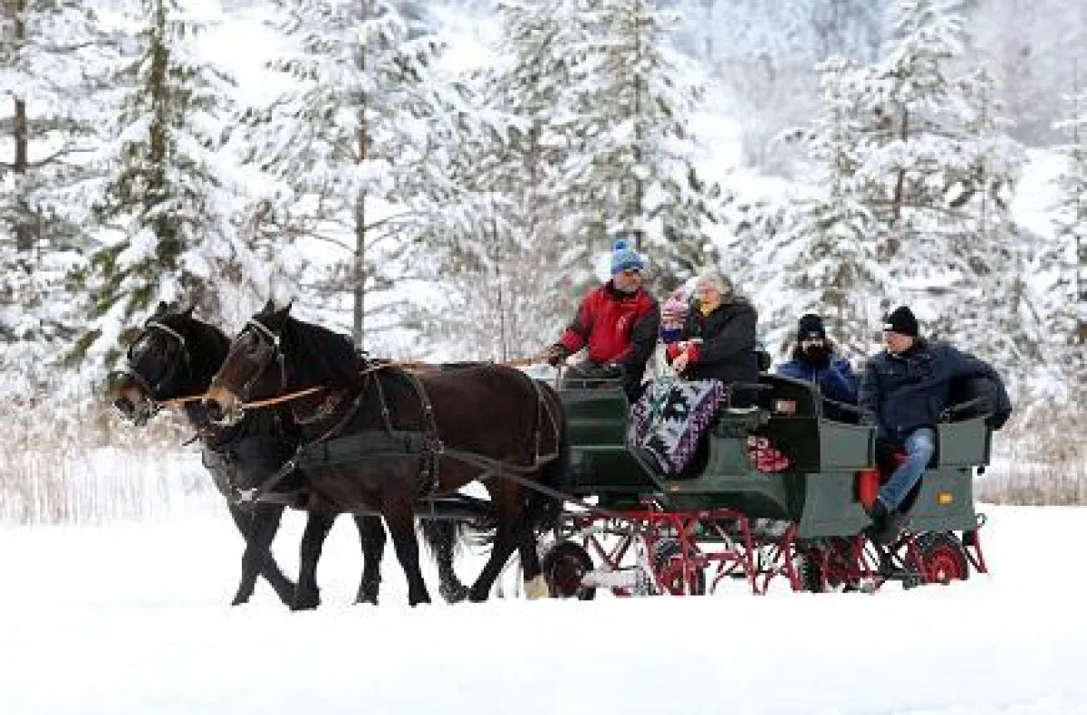 Noriker-Pferde und Pferdeschlitten