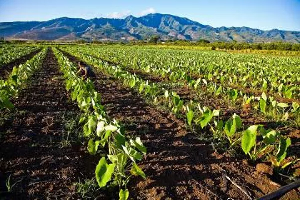 Bild: Regionales von den hawaiianischen Inseln