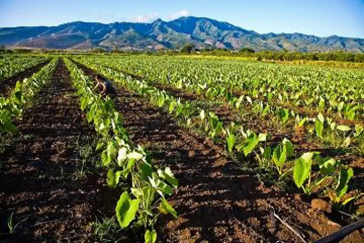 Regionales von den hawaiianischen Inseln Bild: Regionales von den hawaiianischen Inseln