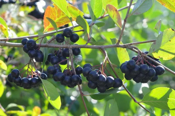 Bild: Erntezeit bei der gesunden Aroniabeere auf dem Wiesenhof in Franken