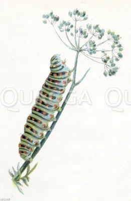 Bild: Historische Raupen-Illustrationen im Fokus: Bildagentur macht auf bedrohte Schmetterlingsarten aufmerksam