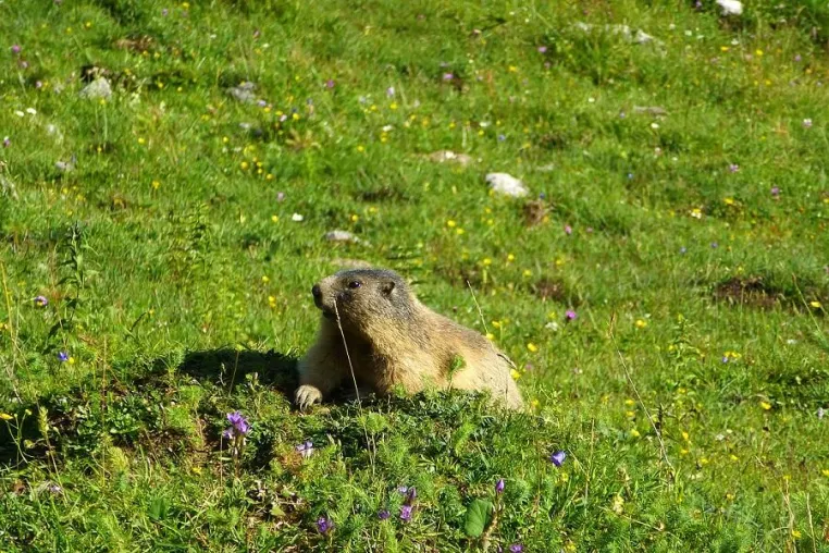 Bild: Alpaka, Elefant und Baby-Bergschaf