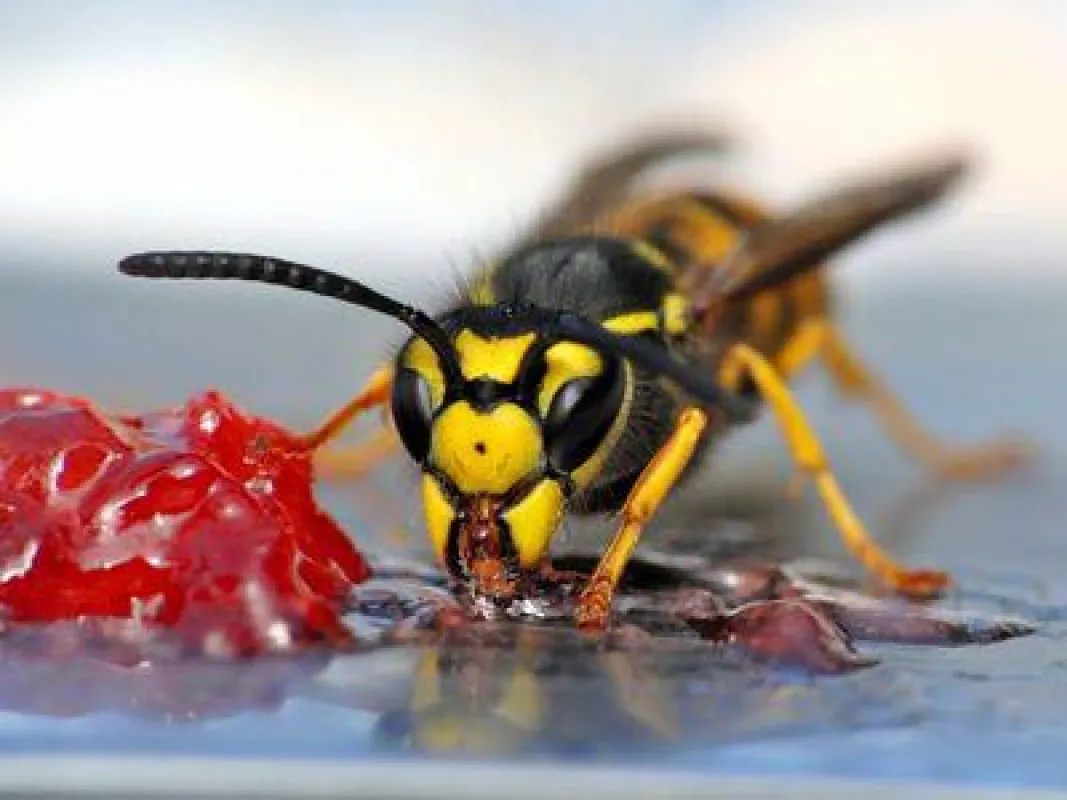 Eine Futterstelle mit Marmelade hält die Wespen auf Abstand. Foto: fotolia/pixelnest