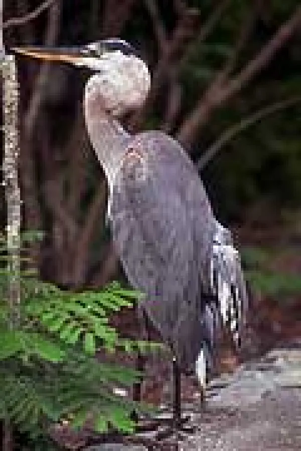 Vogelgrippe - die Medien verbreiten diesen Unsinn ungeprüft