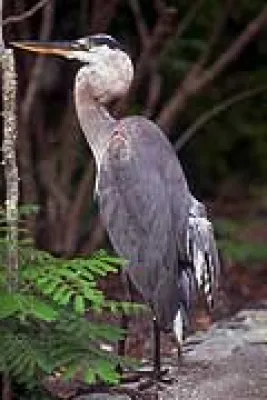 Bild: Der Unsinn, der über die Vogelgrippe verbreitet wird