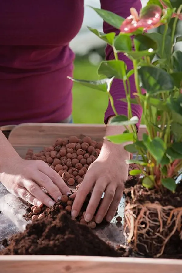 Floragard Tongranulat ist ein optimaler Zusatz für Blumenerde beim Umtopfen.