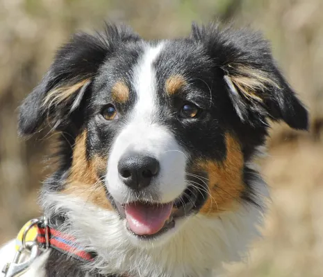 Bild: Für Hunde- und Fotofreunde: 1-tägiges Fotoseminar „Einstieg in die Hundefotografie“