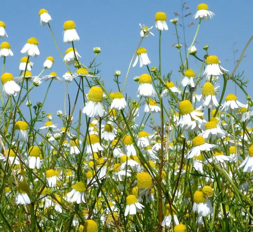 Kamille (Foto: Ziegler/ATB)