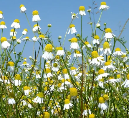 Bild: Neuer Leitfaden zur Trocknung von Arzneipflanzen