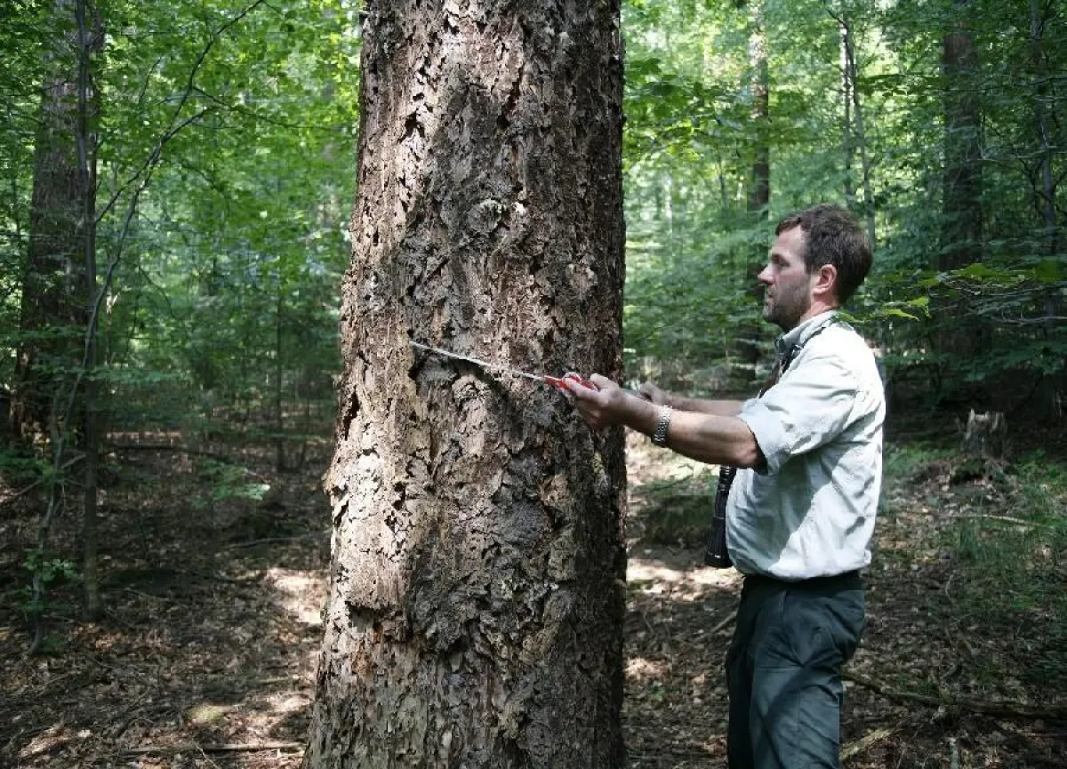 Der Herbst ist die Zeit der Holzernte. Eine Nutzung des Waldes zahlt sich für Waldbesitzer aus. Dem notwendigen Aufwand steht ein größerer Ertrag gegenüber. Foto: Holzabsatzfonds