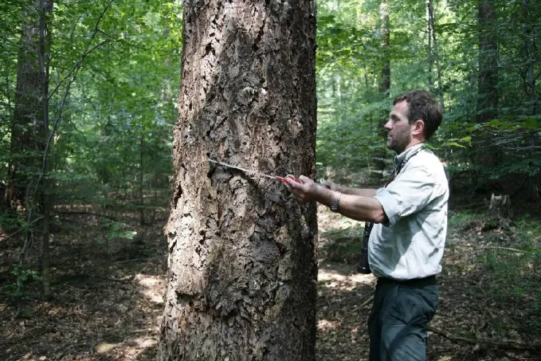 Bild: Waldnutzung – ein Gewinn für alle