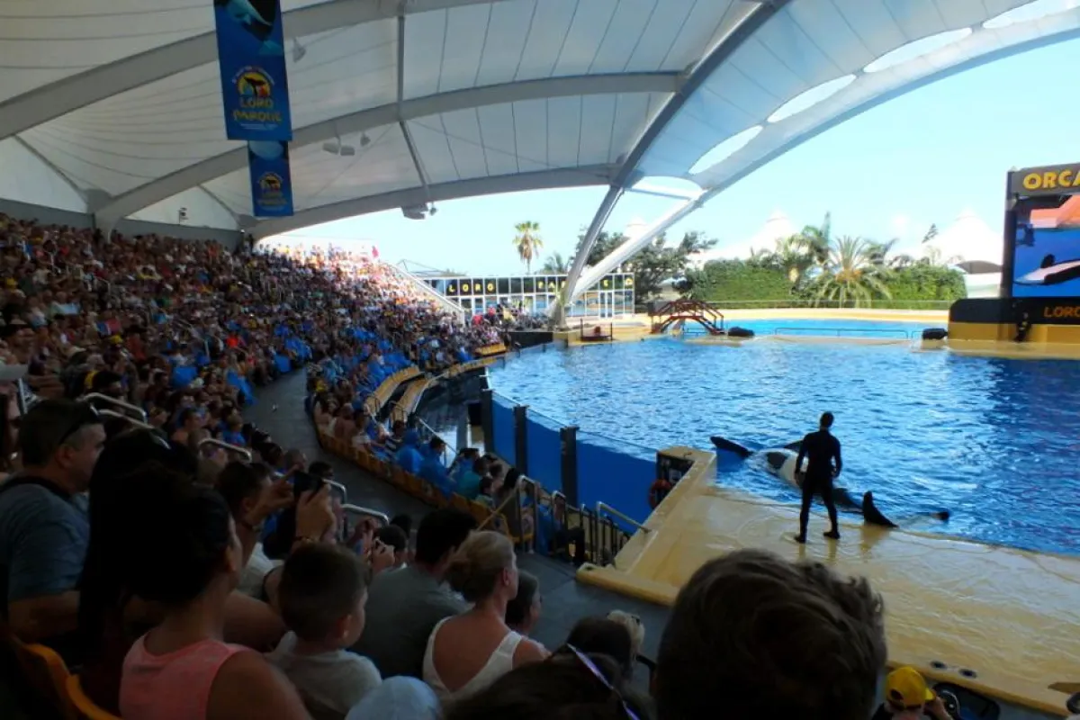 Der Orca zeigt vor tausenden Besuchern sein Vertrauen zum Trainer | Foto: zoos.media