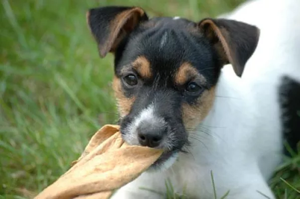 Bild: Experte - Beim Hunde-Kauf unbedingt auf zeitnahen Versicherungsschutz achten