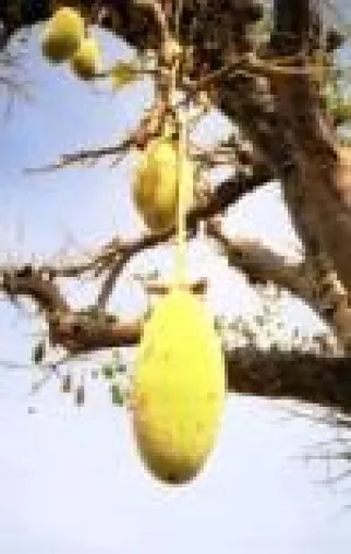 Bild: Schönheit von innen und außen - die Baobab-Frucht