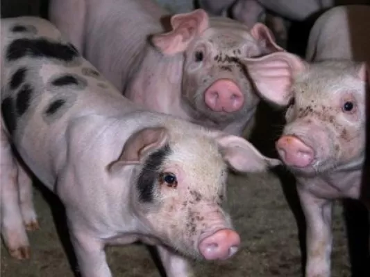 Bild: Schweine liefern grünen Strom. Biogas kann´s – dezentral, effizient, nachhaltig
