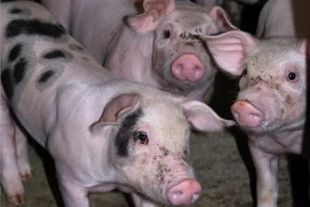 Schweine liefern grünen Strom. Biogas kann´s – dezentral, effizient, nachhaltig Bild: Schweine liefern grünen Strom. Biogas kann´s – dezentral, effizient, nachhaltig