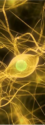 Gehirnforschung für effiziente Weiterbildung Bild: Gehirnforschung für effiziente Weiterbildung