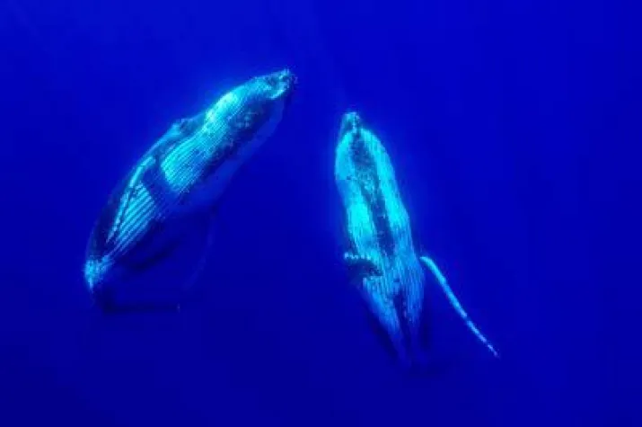 Bild: Das blaue Wunder von Oceano