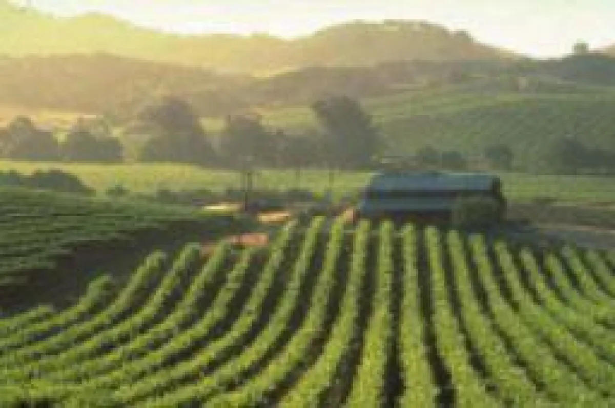 Napa Valley, Carneros District (c) California Tourism, Robert Holmes