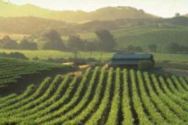 Bild: Weinparadies Kalifornien