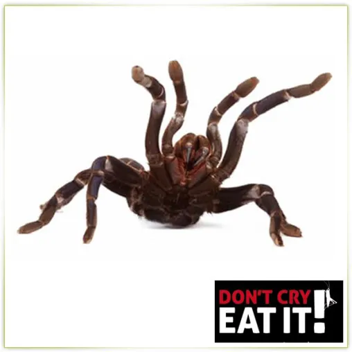 Bild: Wie viele Spinnen oder Insekten esse ich im Schlaf?