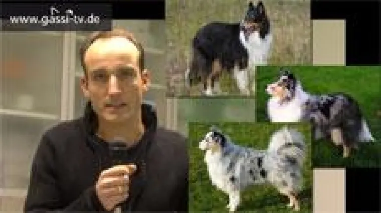 Bild: MDR-1 bei britischen Hütehunden