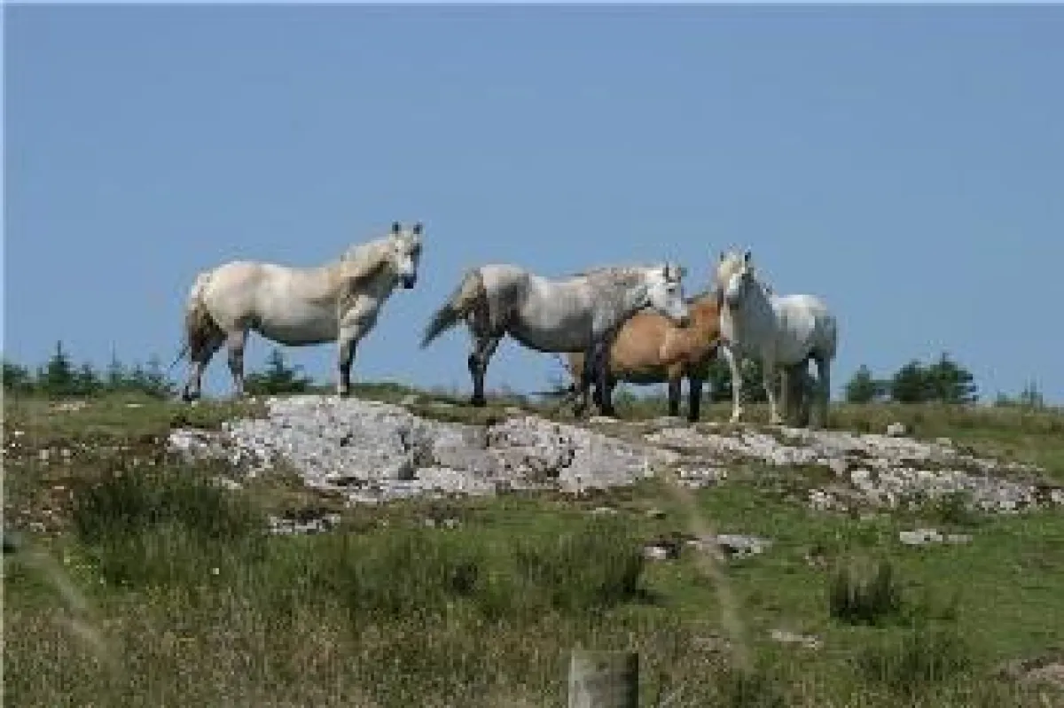 Highlandponyherde auf der Isle of Islay.