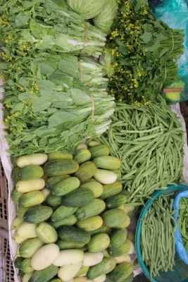 Bild: Das biologische Indianderbeet im Milpaanbau