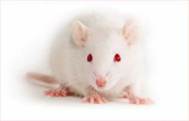 Bild: Erfolg im Kampf gegen Botox-Tierversuche - Bald 600 000 Tierversuche weniger pro Jahr