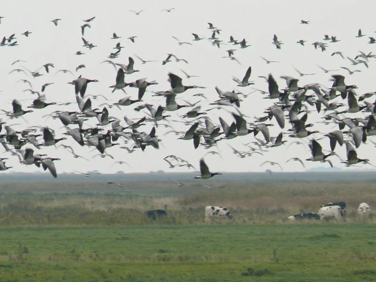 Nicht nur für Vogelkieker und Birdwatcher: Zugvogeltage in Cuxhaven mit Programm für die ganze Famil