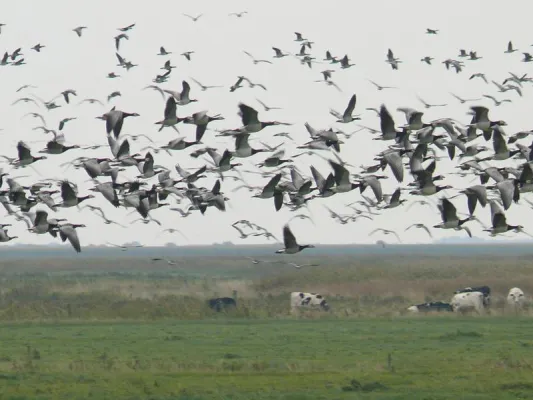 Bild: Faszination Vogelzug in Cuxhaven