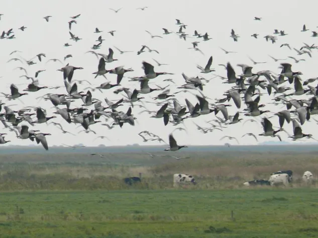 Bild: Faszination Vogelzug in Cuxhaven