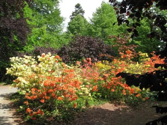 Bild: Blauer Wald und Lessingturm beeindrucken auf dem Hutberg in Kamenz zum Tag der Parks und Gärten am 30.Mai 2010