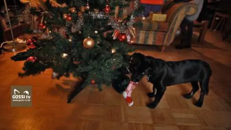 Bild: Hund und Weihnachtsbaum