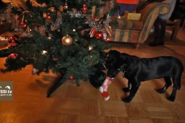 Bild: Hund und Weihnachtsbaum
