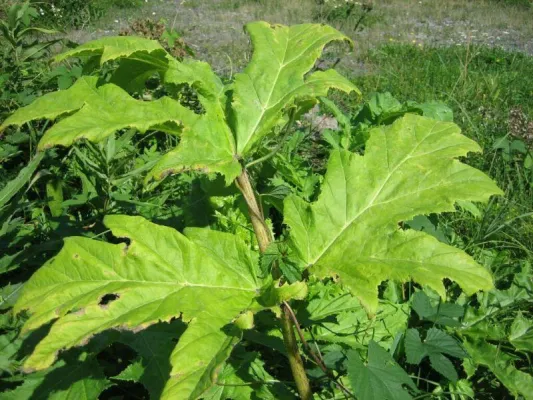 Bild: Schülerbefragung in Oldenburg: viele Schüler kennen den Riesenbärenklau nicht