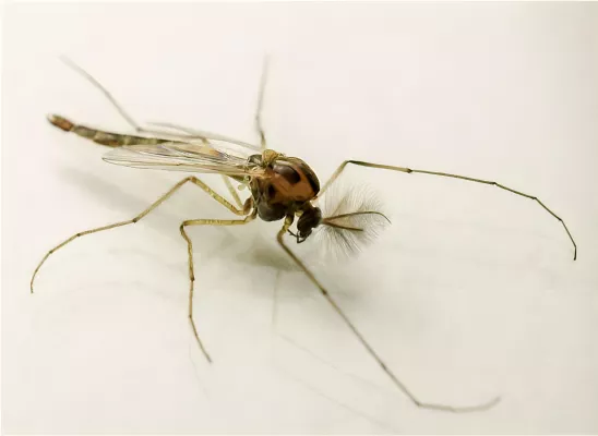 Die dunkle Seite des Lichts: Beleuchtung in der Nacht bedroht Insekten Bild: Die dunkle Seite des Lichts: Beleuchtung in der Nacht bedroht Insekten