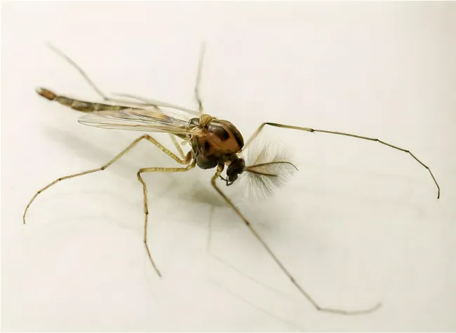 Bild: Die dunkle Seite des Lichts: Beleuchtung in der Nacht bedroht Insekten