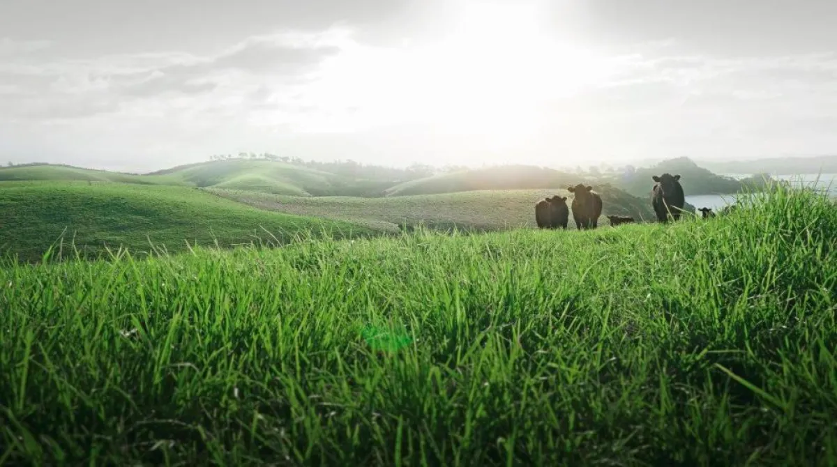 Rinder von Silver Fern Farms