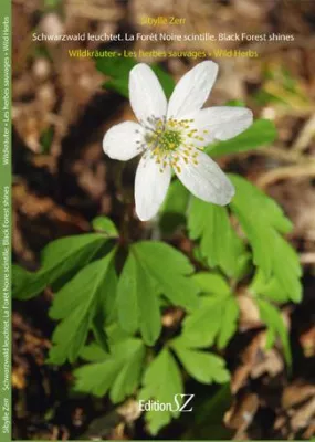 Bild: Neu in der Edition Sibylle Zerr: Wie Lichtgestalten im Schwarzwald